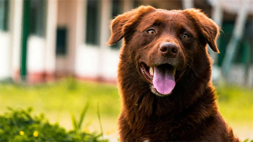 テラマイシン®（オキシテトラサイクリン、ポリミキシンB）とは？犬猫の目薬の効果・副作用・正しい使い方