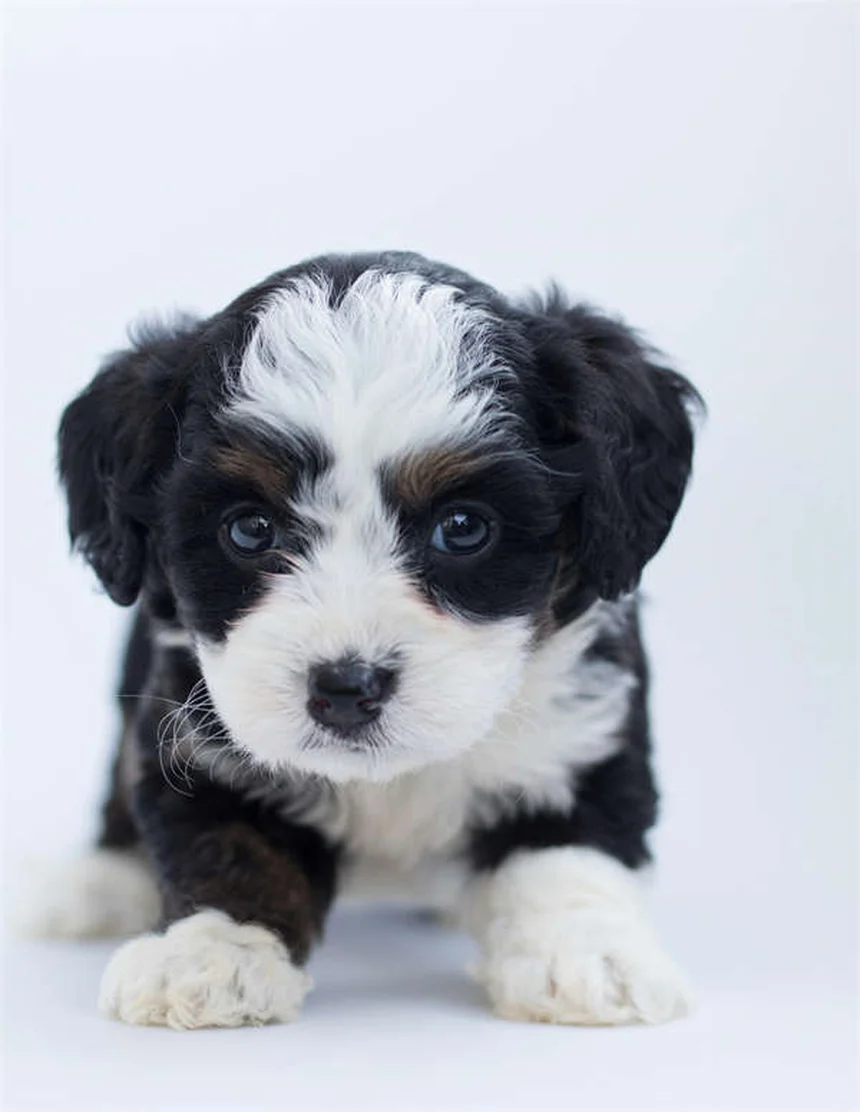 犬が首をかしげるのはなぜ？愛らしい仕草と危険な病気の見分け方