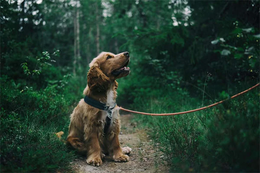 犬の散歩は何度まで大丈夫？愛犬の寒さ対策と安全な温度の見極め方