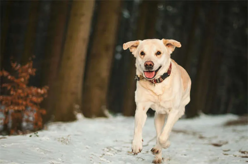 犬と猫の歯磨きはなぜ必要？正しい頻度とコツを獣医師が解説