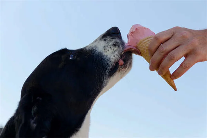 犬のボディランゲージを読み解く7つのポイント｜愛犬の気持ちが手に取るようにわかる！