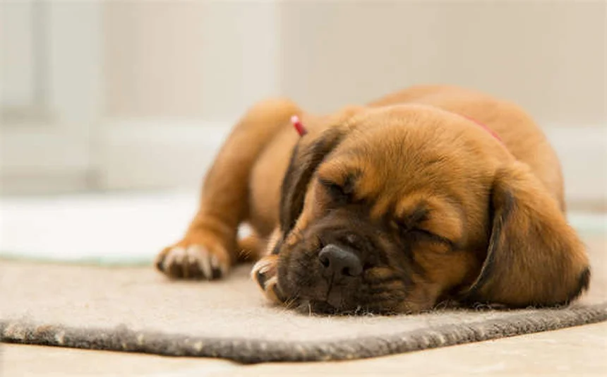 犬が傷口を舐めるのはなぜ？リスクと正しい対処法を徹底解説