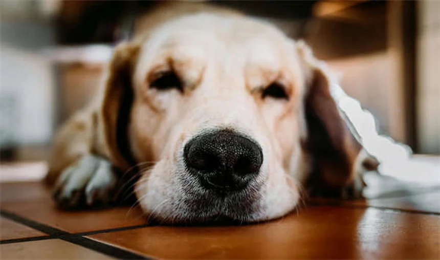 犬が傷口を舐めるのはなぜ？リスクと正しい対処法を徹底解説