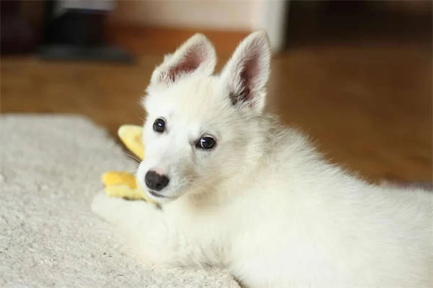 愛犬の尿失禁にインカリン®は効く？体験談でわかる7つのポイント