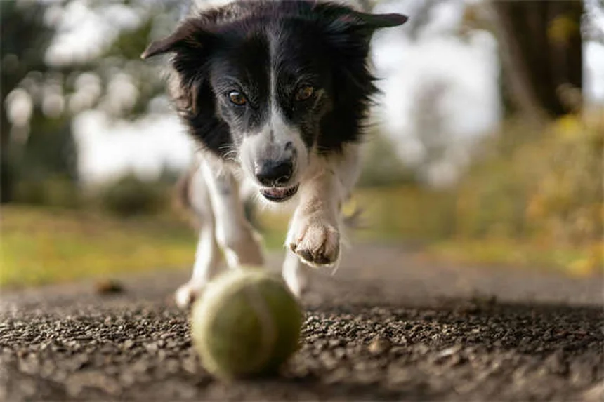 あなたの犬はシャイ？飼い主ができる7つのこと