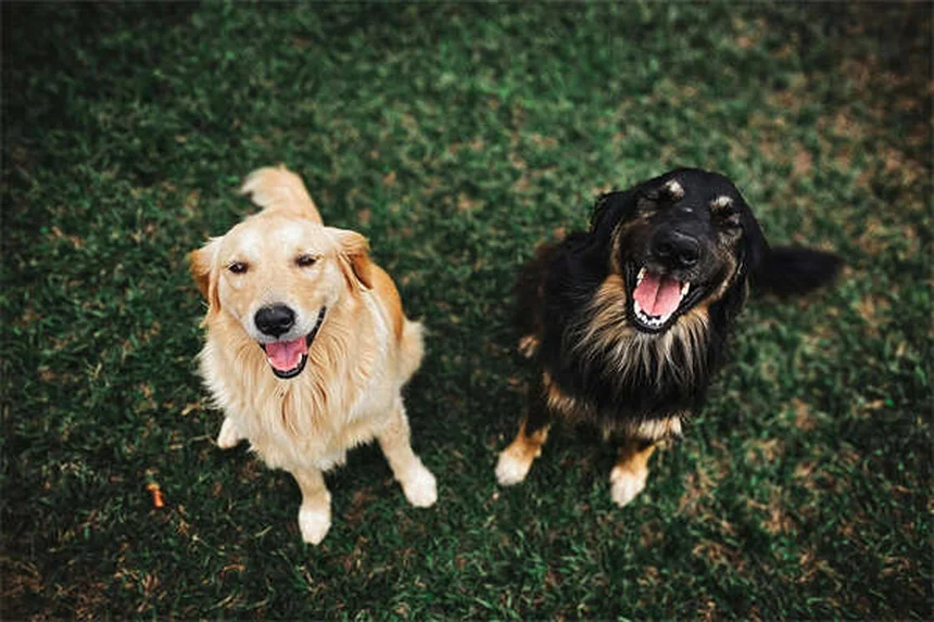 フルドロコルチゾン酢酸エステルの副作用、本当は怖くない？飼い主が知るべき真実