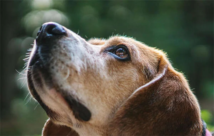 犬の攻撃性をタイプ別に解説！原因と正しい対処法・予防策まで完全ガイド