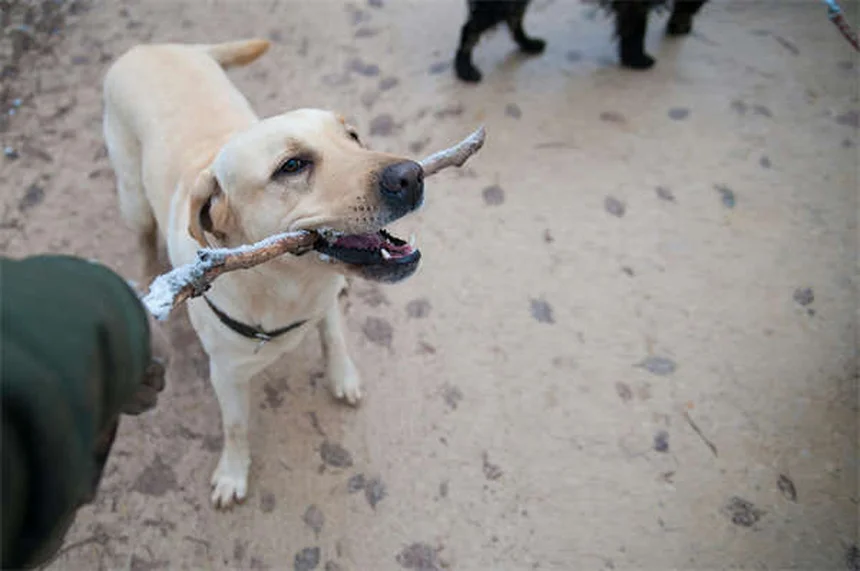 犬をソファに乗せるべき？メリット・デメリットとしつけ方法を解説