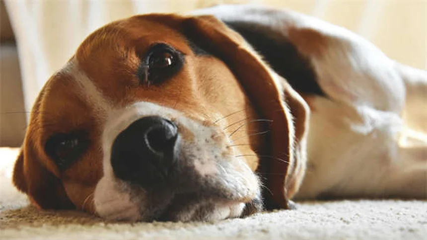 犬をソファに乗せるべき？メリット・デメリットとしつけ方法を解説