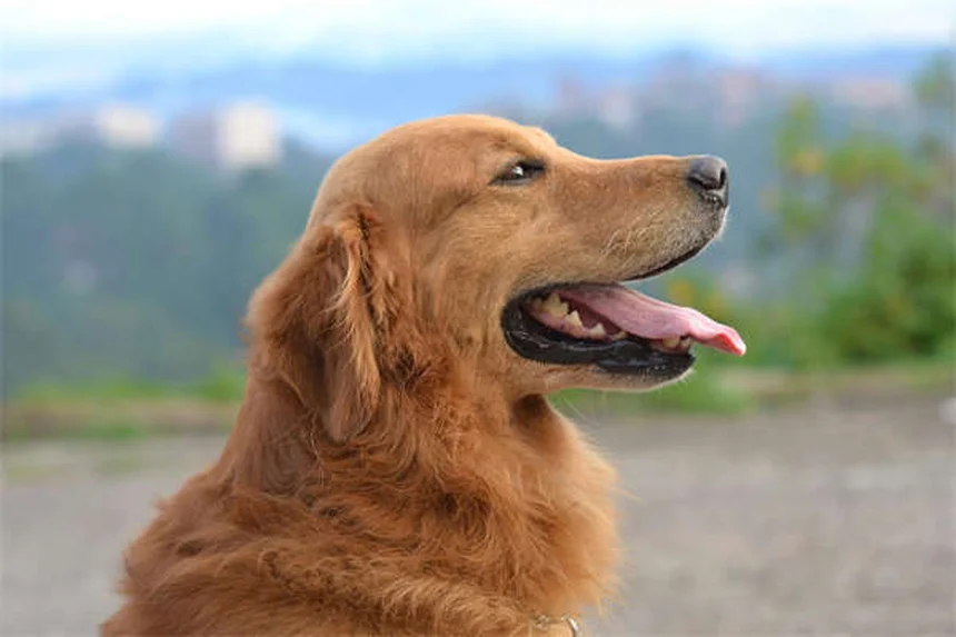 犬をソファに乗せるべき？メリット・デメリットとしつけ方法を解説