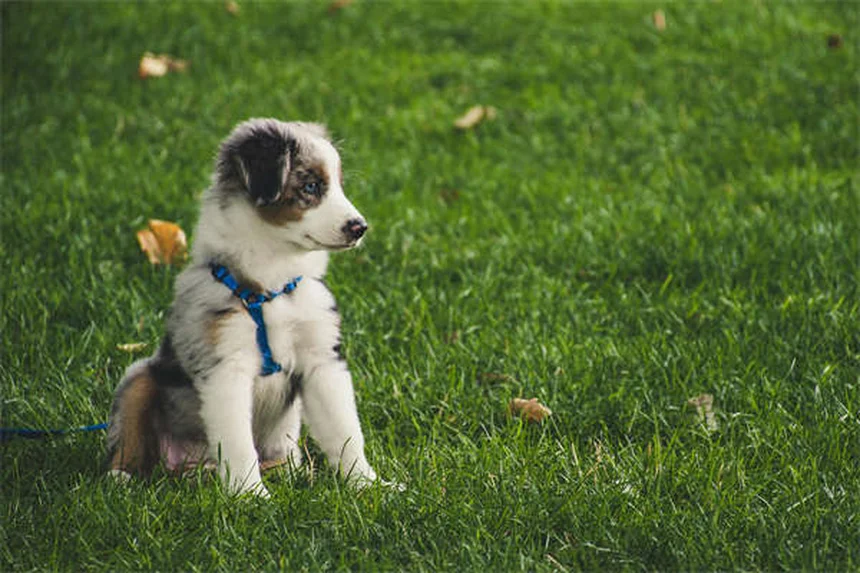 犬の慢性下痢に効くTylosinの理由と使い方