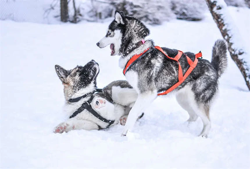 犬の慢性下痢に効くTylosinの理由と使い方