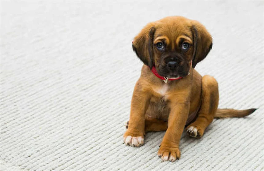 プレマックの原理とは？犬のしつけに活かす3つの具体例とコツ