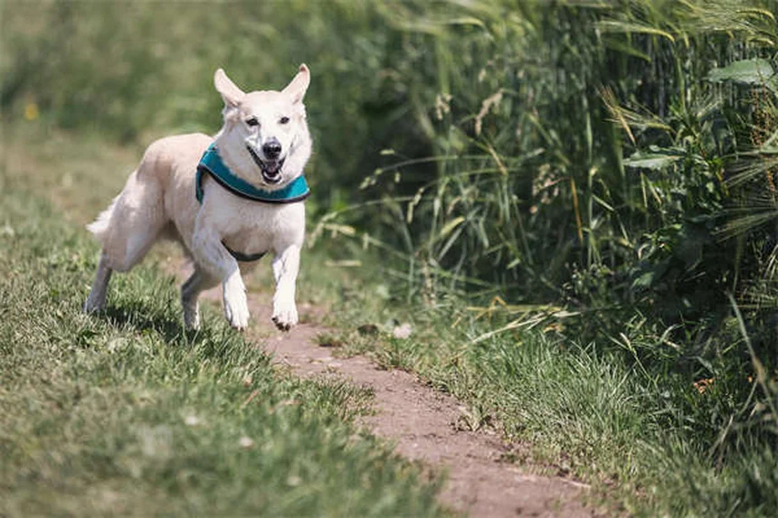 プレマックの原理とは？犬のしつけに活かす3つの具体例とコツ