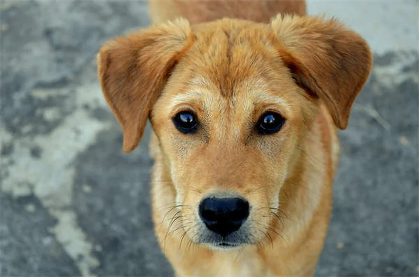 犬用GPSトラッカー比較｜愛犬の健康管理と減量を成功させる選び方