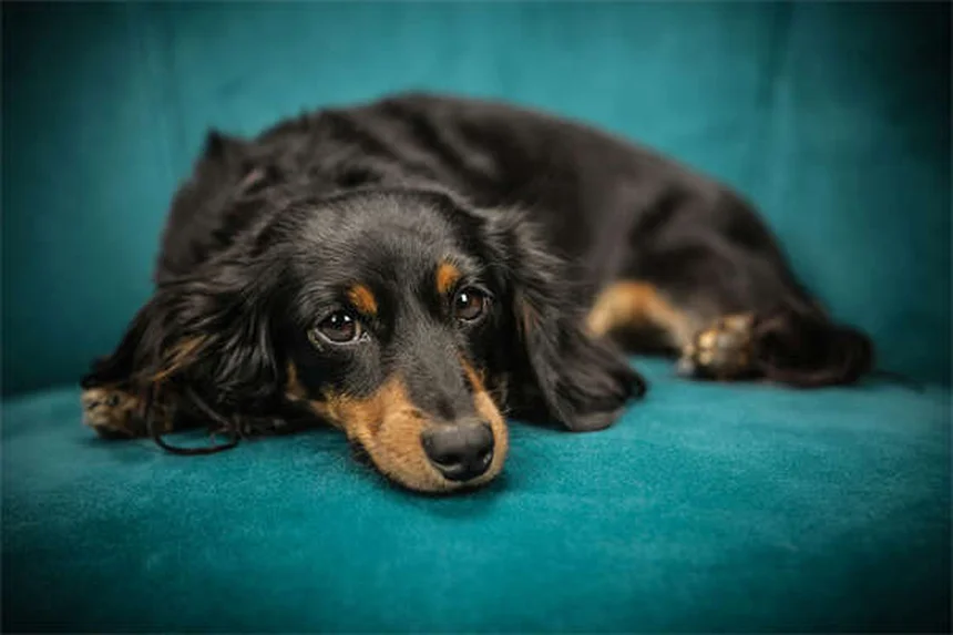 ドッグパルクールとは？愛犬との絆を深める安全で楽しいスポーツの始め方