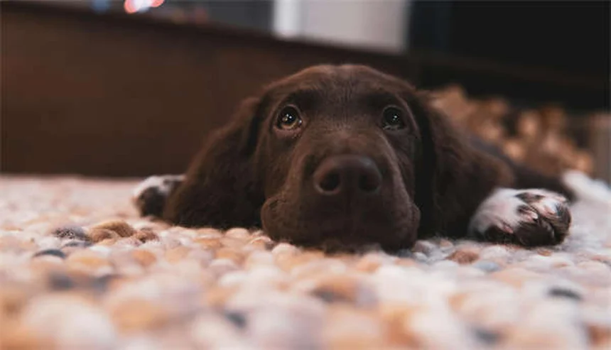 犬のマダニの取り方｜安全に確実に取り除く5ステップと予防法