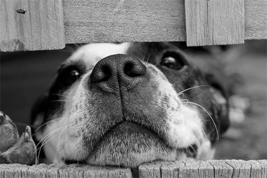 シニア犬の健康変化7つ｜早期発見のポイントと対処法を獣医師が解説