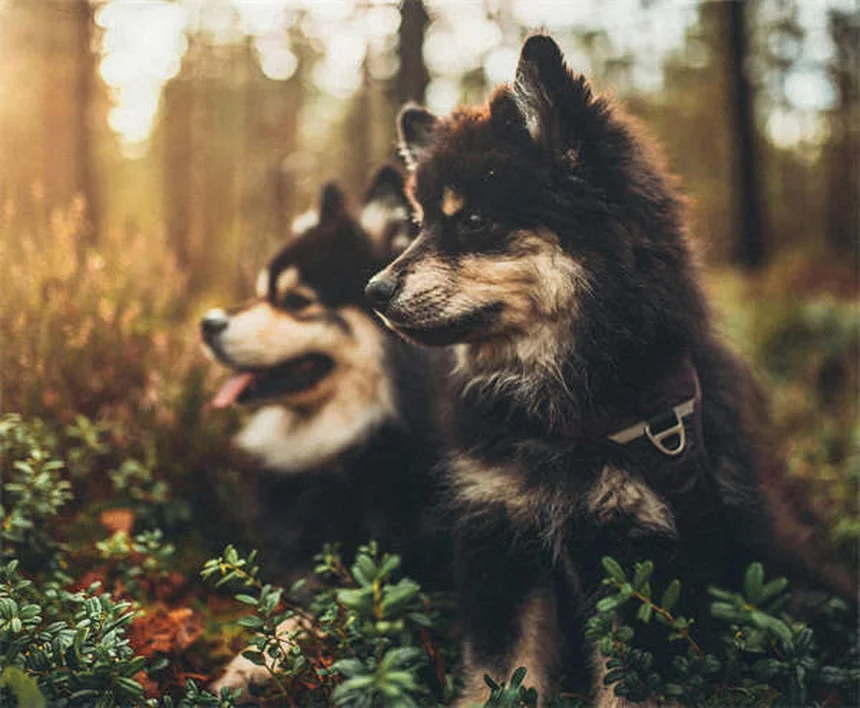 シニア犬の健康変化7つ｜早期発見のポイントと対処法を獣医師が解説
