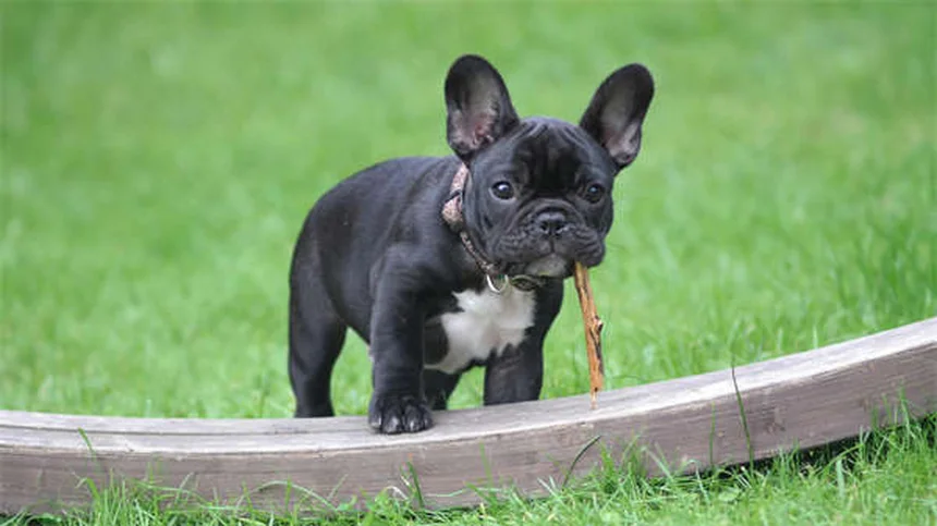 犬の食物アレルギーと不耐性の違い、症状と正しい見分け方を専門家が解説